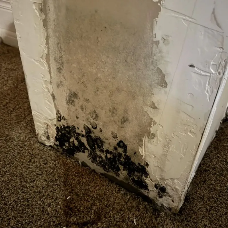 Professional Mold Removal in Rancho Calaveras, CA